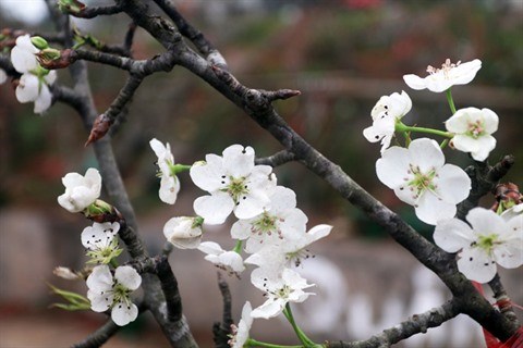 Les fleurs de poirier sauvage symbolisent l’arrivee du printemps hinh anh 1