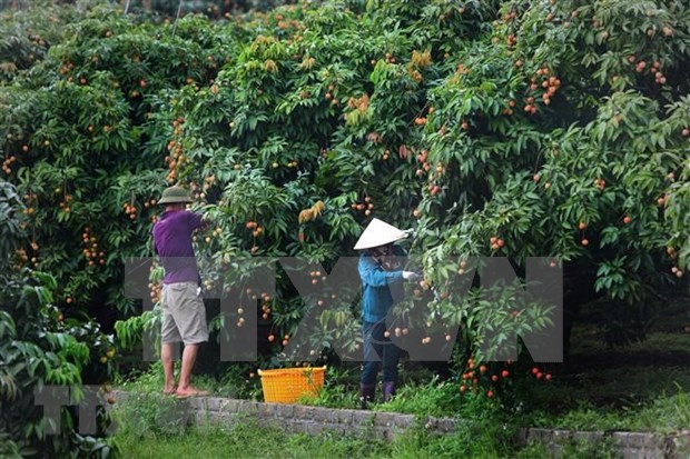 Le Vietnam vise 45 milliards d'USD d'exportations de produits agroforestiers et aquatiques en 2021 hinh anh 2