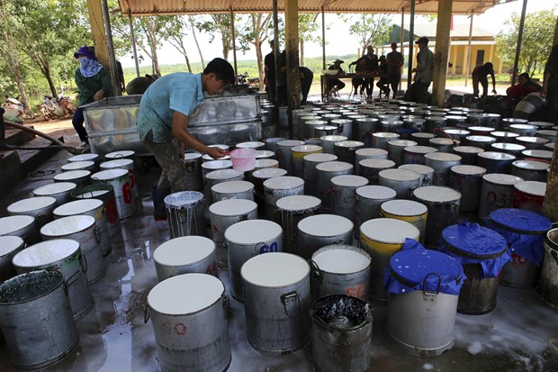 Sept mois: Le Vietnam exporte 23.510 tonnes de caoutchouc aux Etats-Unis hinh anh 1