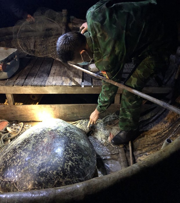 Quang Binh: une tortue olivatre de 120 kg est relachee a la mer hinh anh 1