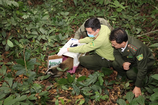 Le parc national de Cuc Phuong relache 30 civettes masquees dans la nature hinh anh 2