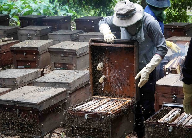 Le miel vietnamien soumis a une taxe antidumping americaine de plus de 400% hinh anh 1