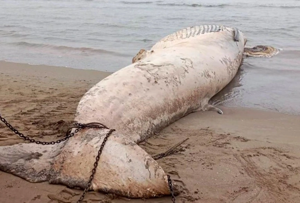 Une baleine de pres de 10 tonnes echouee sur la cote de Thanh Hoa (Centre) hinh anh 1