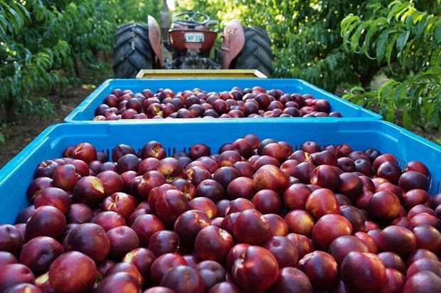 Des peches et nectarines australiennes seront bientot exportees au Vietnam hinh anh 1