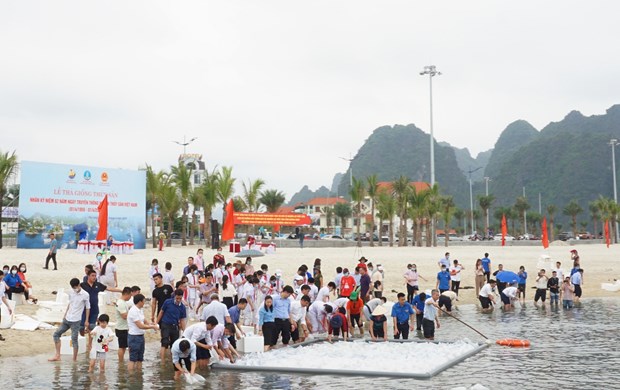 Quang Ninh lache 2,3 millions d'alevins de poisson dans la baie de Bai Tu Long hinh anh 1
