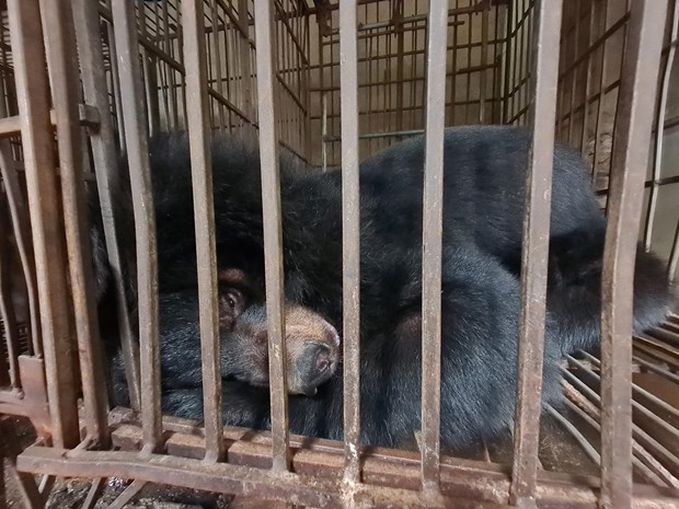 Sensibilisation du public a la lutte contre l'elevage des ours a bile a Hanoi hinh anh 1