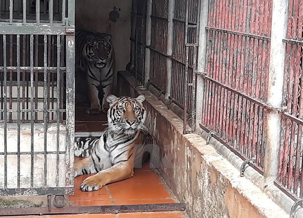 Renforcer le cadre legal pour la conservation du tigre au Vietnam hinh anh 2