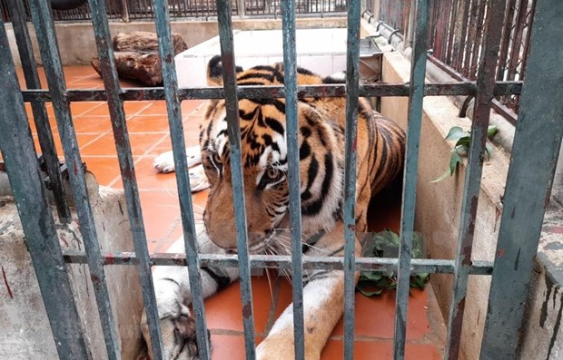 Renforcer le cadre legal pour la conservation du tigre au Vietnam hinh anh 1