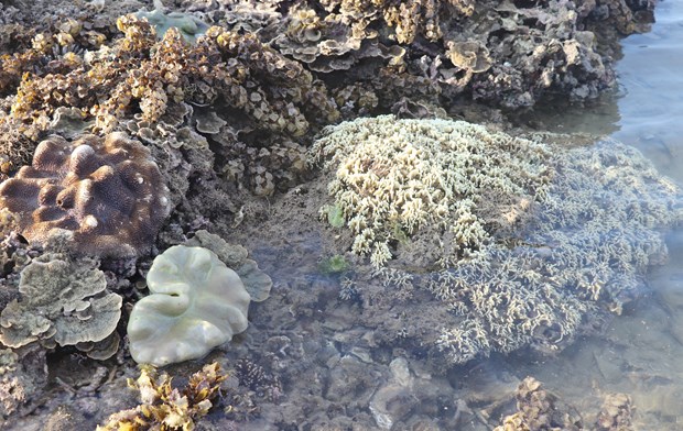 Nuages sous-marins - beaute des recifs coralliens de l'ile de Hon Yen (Phu Yen) hinh anh 1