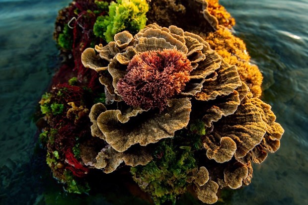 Nuages sous-marins - beaute des recifs coralliens de l'ile de Hon Yen (Phu Yen) hinh anh 5