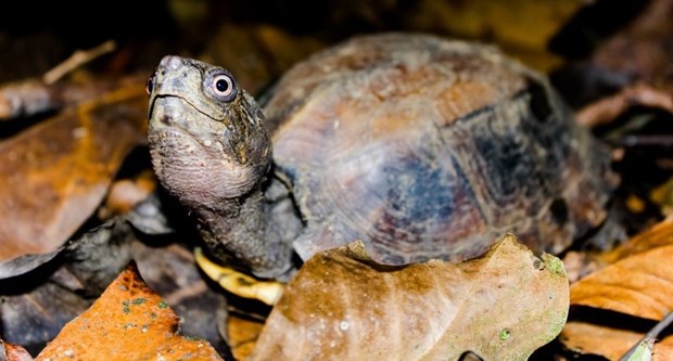 A Thua Thien-Hue, 70 tortues capturees repartent dans la nature hinh anh 1