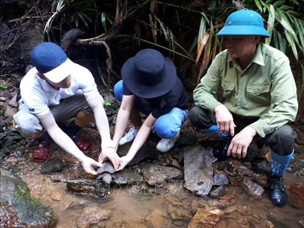 A Thua Thien-Hue, 70 tortues capturees repartent dans la nature hinh anh 2
