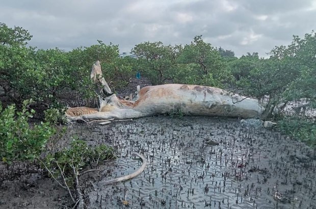 Une grande baleine echouee sur la cote de Quang Ninh hinh anh 1