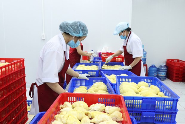 Bientot la premiere edition du Festival du durian de Krong Pak hinh anh 2