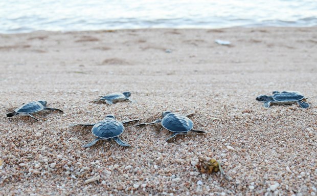 Parc national de Con Dao: Pres de 123.000 bebes tortues relaches dans la mer hinh anh 1