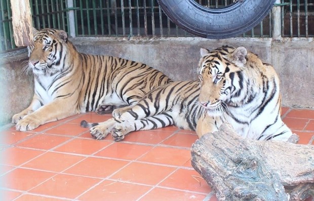 Remise des corps de neuf tigres au Musee de la nature du Vietnam hinh anh 1