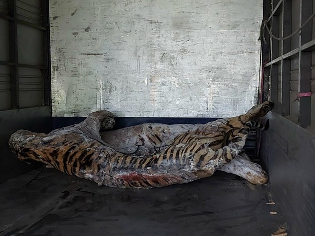 Remise des corps de neuf tigres au Musee de la nature du Vietnam hinh anh 2