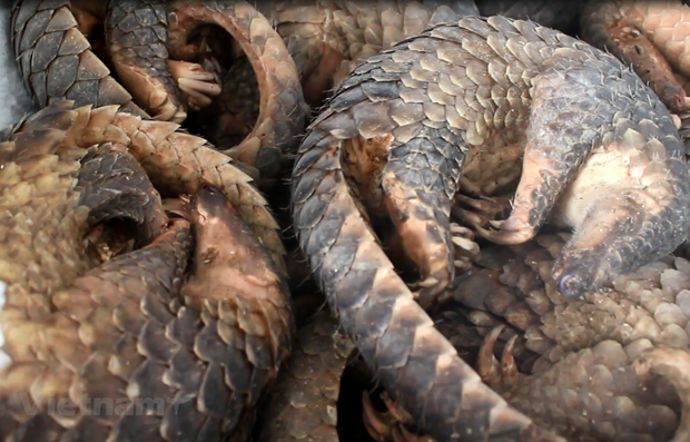 WWF: lancement d’une campagne contre la consommation de viande d'animaux sauvages hinh anh 1