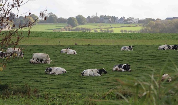 Hanoi et la Wallonie (Belgique) cooperent dans le developpent de la race bovine 3B hinh anh 2
