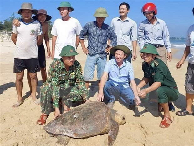 A Quang Tri, une tortue olivatre est relachee a la mer hinh anh 2