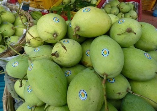 An Giang exportera des mangues aux Etats-Unis en juin hinh anh 1