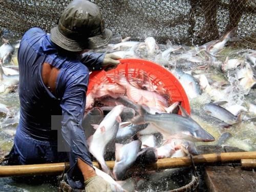 L’EVFTA promet de belles opportunites a l’aquaculture du Vietnam hinh anh 1