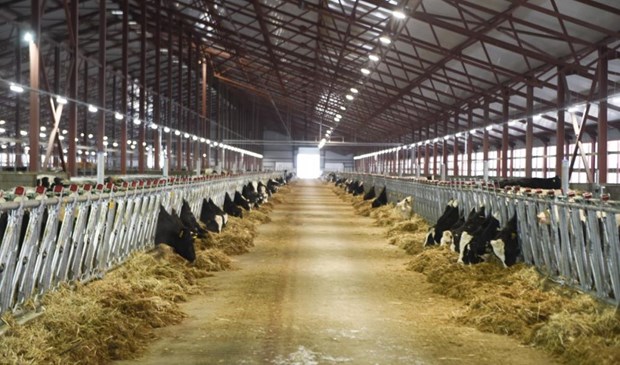 Le groupe TH True Milk etendra son troupeau de vaches laitieres a 400.000 tetes hinh anh 1