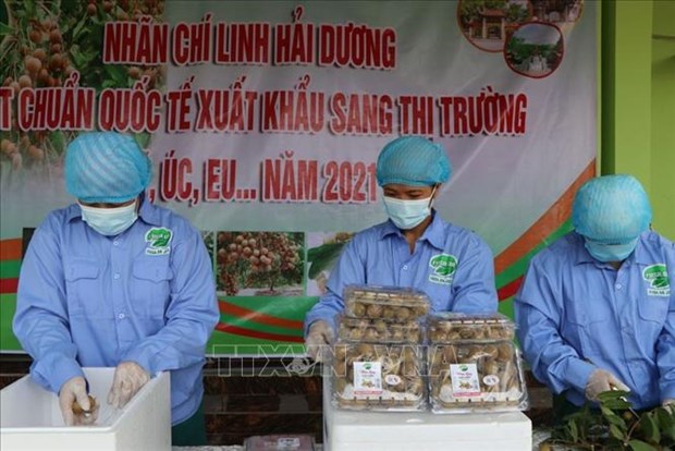 Hai Duong commence la recolte des longanes destines a l’exportation hinh anh 2