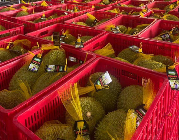 Le durian Ri6 du Vietnam bien apprecie en Australie hinh anh 1