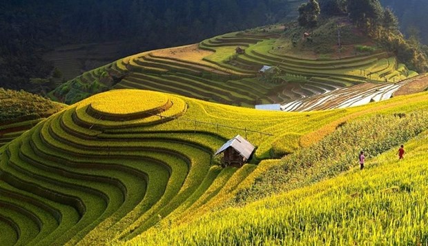 Trek virtuel dans les rizieres en terrasses de Hoang Su Phi hinh anh 1