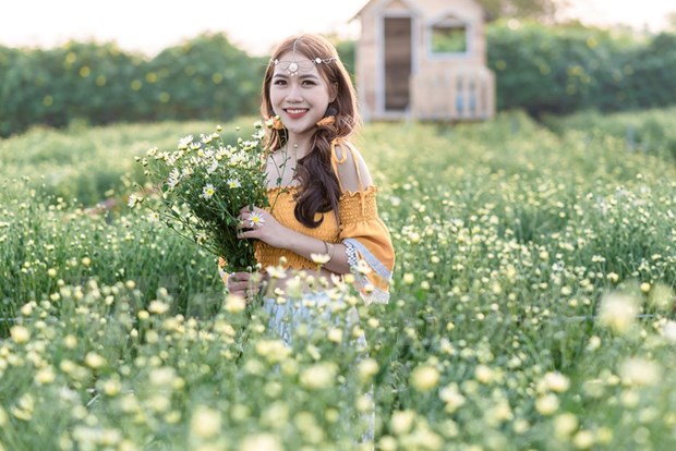 Hanoi accueille une nouvelle saison des marguerites Daisy (Asteracees) hinh anh 2