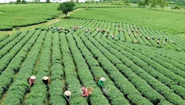 L'agriculture vietnamienne doit s'adapter au nouveau contexte hinh anh 1