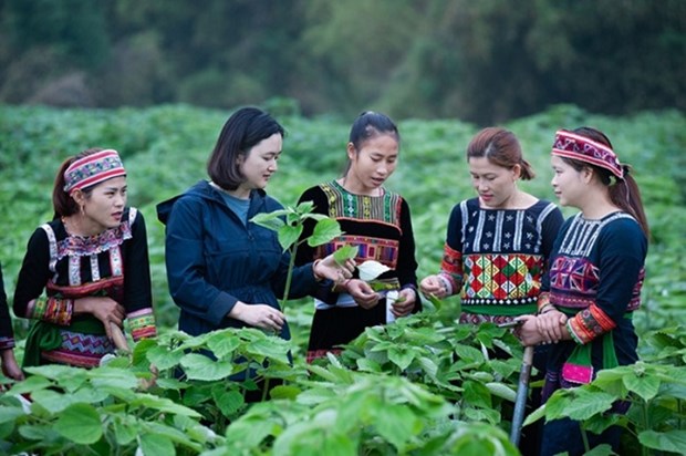 Le Vietnam s'emploie a garantir l'egalite des sexes dans les minorites ethniques hinh anh 1