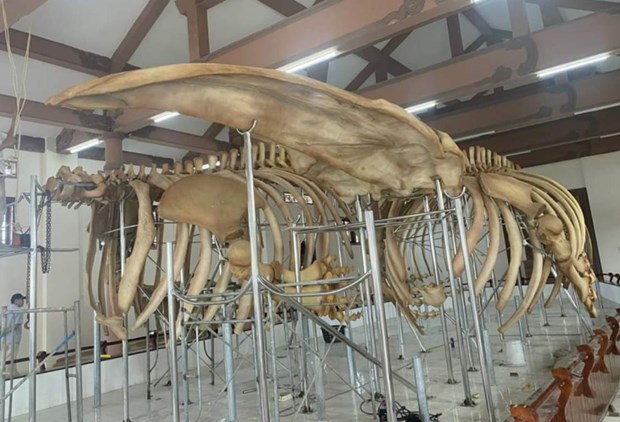 Restauration de deux squelettes de baleines datant de pres de 300 ans a Ly Son hinh anh 1
