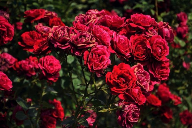Les prix des roses de Da Lat augmentent de 2 a 3 fois avant la Saint-Valentin hinh anh 1