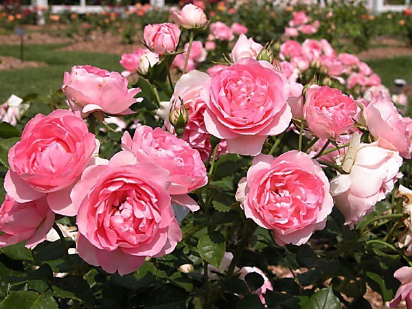 Les prix des roses de Da Lat augmentent de 2 a 3 fois avant la Saint-Valentin hinh anh 2