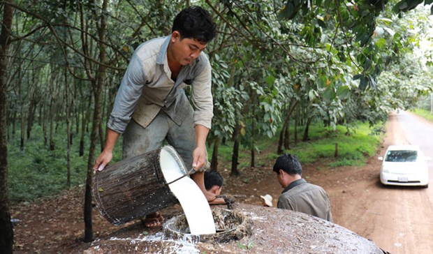 Le Cambodge exporte pour plus de 77 millions de dollars de caoutchouc et de bois d'hevea hinh anh 1