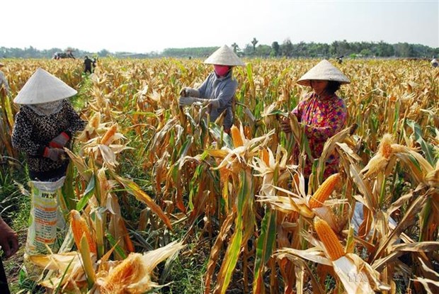 BM: le taux de pauvrete au Vietnam en forte baisse ces dix dernieres annees hinh anh 2