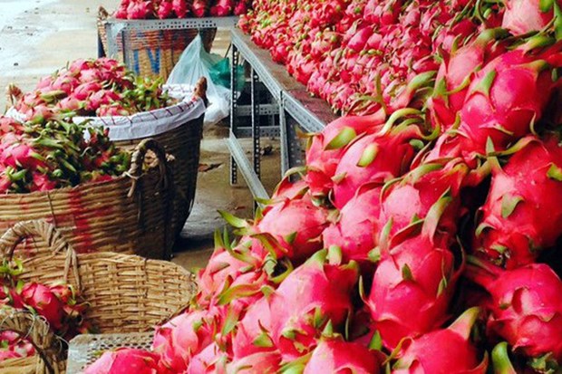 Promotion des exportations vietnamiennes de pitaya vers l’Australie et la Nouvelle-Zelande hinh anh 2