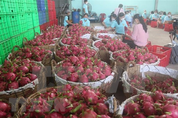 Promotion des exportations vietnamiennes de pitaya vers l’Australie et la Nouvelle-Zelande hinh anh 1