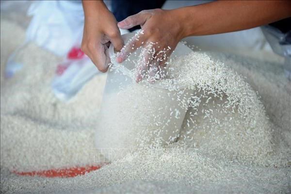 Bon signe pour les exportations de riz d’ici la fin de l’annee hinh anh 1