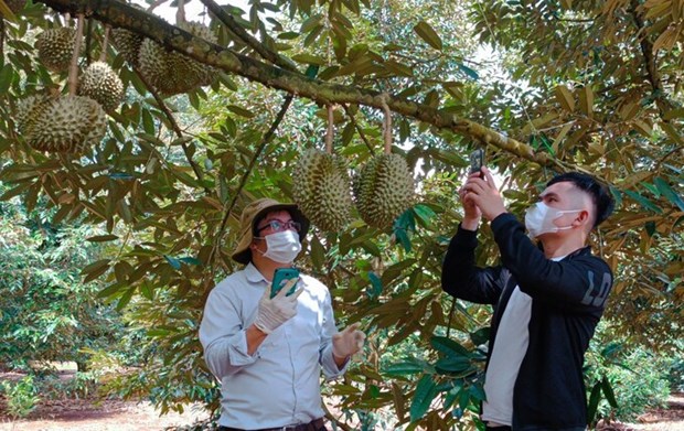 La douane chinoise apprecie la qualite des zones de production du durian au Vietnam hinh anh 2