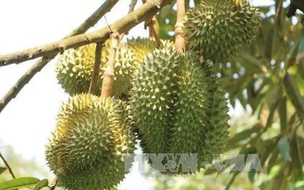 La douane chinoise apprecie la qualite des zones de production du durian au Vietnam hinh anh 1