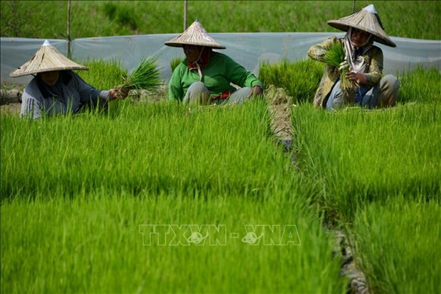L'Indonesie reserve plus de 6 milliards de dollars pour assurer sa securite alimentaire hinh anh 1