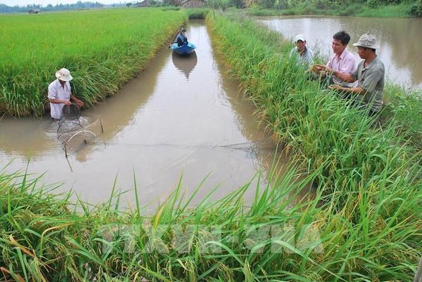 Le secteur agricole cherche a concretiser les engagements vietnamiens pris a la COP26 hinh anh 2