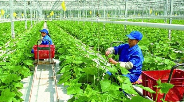 Le secteur agricole cherche a concretiser les engagements vietnamiens pris a la COP26 hinh anh 1