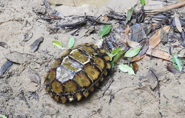 Quelques individus de la tortue terrestre Manouria impressa vus a Khanh Hoa hinh anh 1