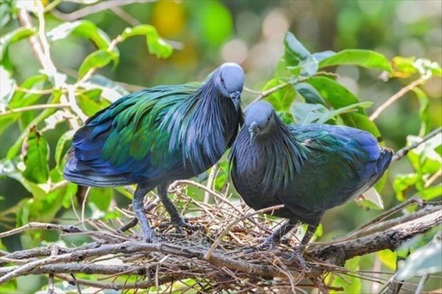 Des pigeons de Nicoba vus au Parc national de Con Dao hinh anh 2