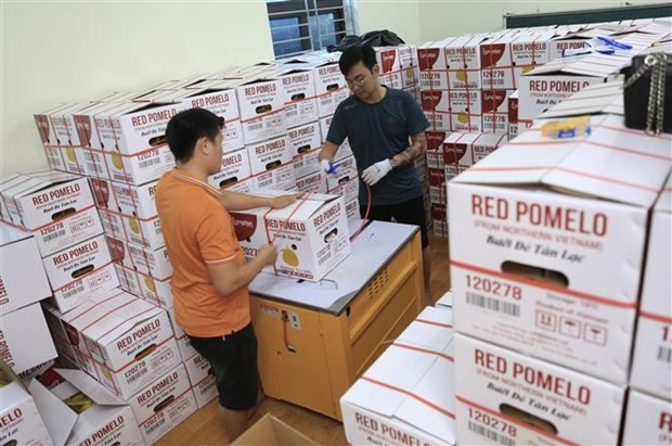 Hoa Binh: premier lot de pamplemousses rouges de Tan Lac exporte vers le Royaume-Uni hinh anh 2