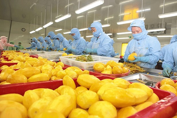 Filiere des fruits et legumes: baisse des exportations, hausse des importations hinh anh 1